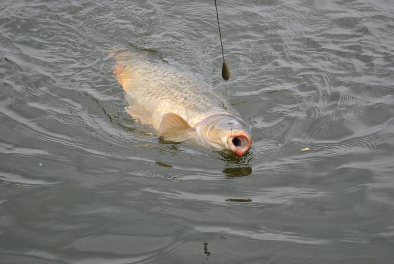 Monturi de pescuit - w1.jpg